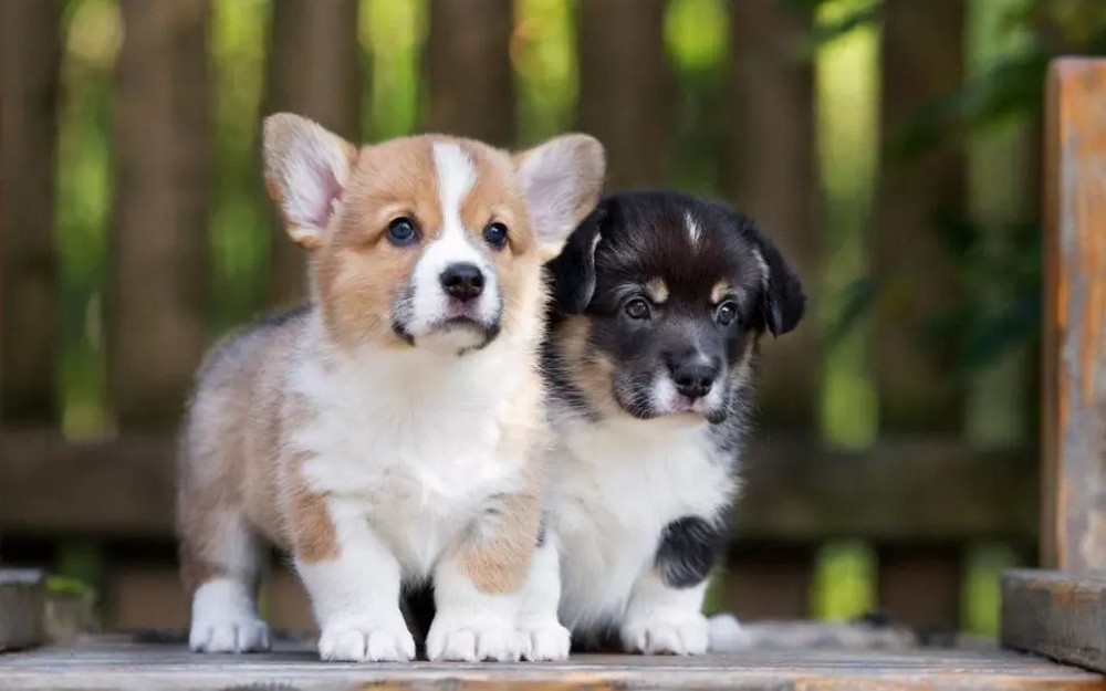 Вибір імені для собаки