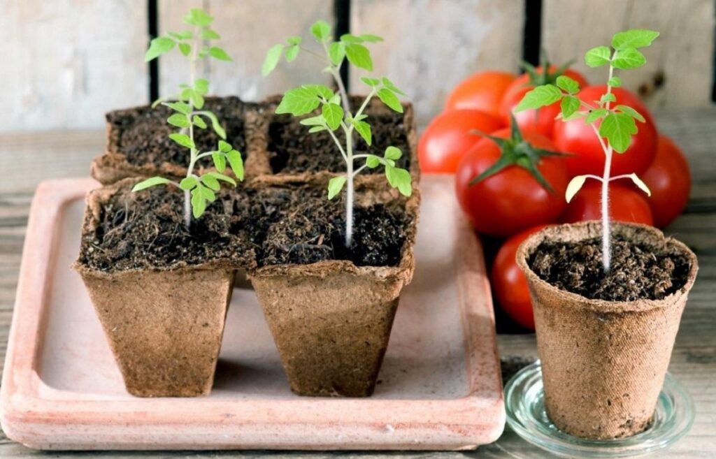 Посадка помідорів на розсаду