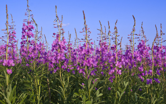 Іван-чай: як повертається трав'яна класика та чому вона знову в тренді