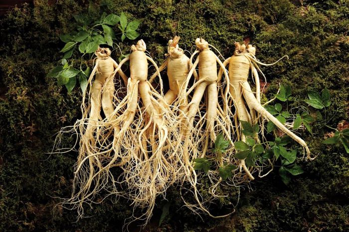 Корінь женьшеню: природна підтримка здоров’я та енергії