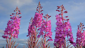 Іван-чай: як повертається трав'яна класика та чому вона знову в тренді